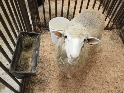 Lamb Study 1 Fmt