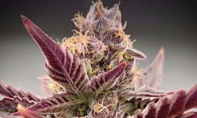 Plant1