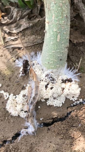 southern blight