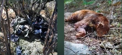 Two dead carcasses 450