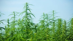 Uk Hemp Field Web