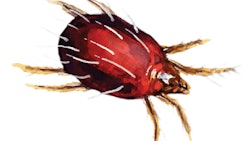 Adobestock65527323twospottedspidermiteredmitealoneillustrationfmtweb