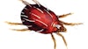 Adobestock65527323twospottedspidermiteredmitealoneillustrationfmtweb