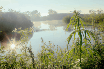 Adobe Stock 248403557 Wild Hemp On The River Fmt