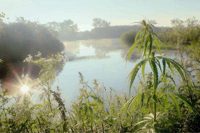 Adobe Stock 248403557 Wild Hemp On The River Fmt