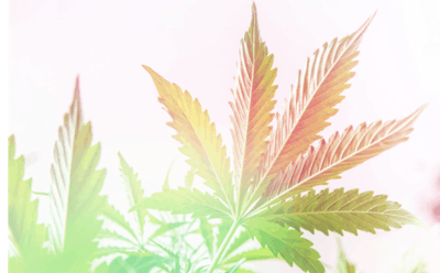 Adobe Stock 278139777 Cannabis Leaf Hemp Fmt