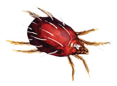Adobe Stock 65527323 Twospotted Spider Mite Red Mite Alone Illustration Fmt