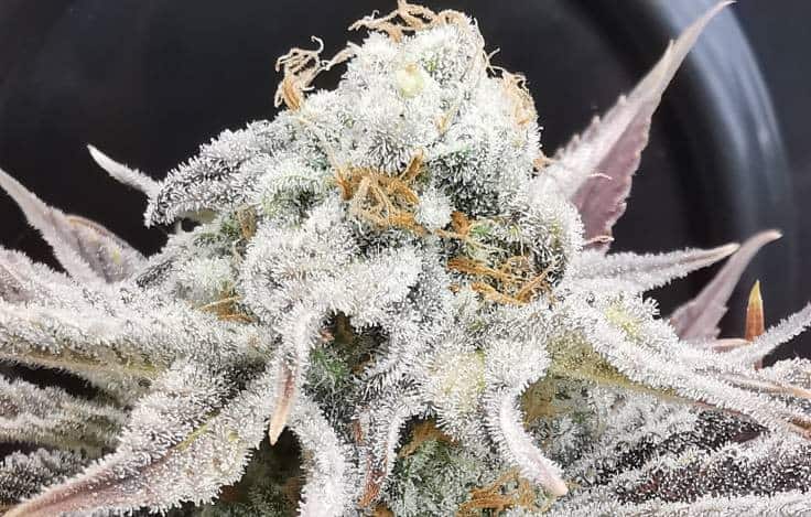 Cherry White