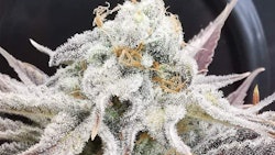 Cherry White
