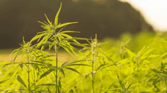Hemp Plant