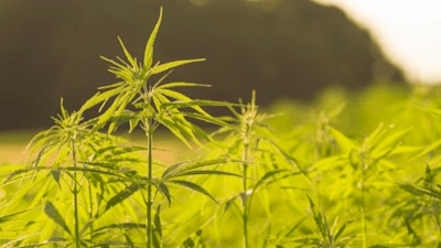 Hemp Plant