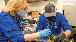 Deb Sweeney, left, oversees the tissue culture lab at Harbor Farmz.