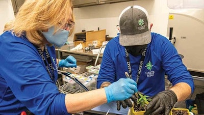 Deb Sweeney, left, oversees the tissue culture lab at Harbor Farmz.