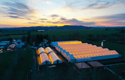 Expanded Indoor Seed Production At Oregon Cbd Means No Outside Pollen Contamination Fmt