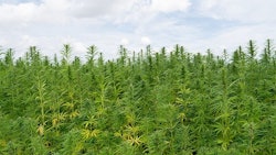 Mich Hemp Adobe Stock285265249x736