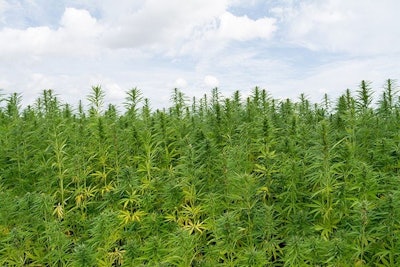 Mich Hemp Adobe Stock285265249x736