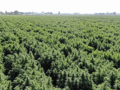 Oregon Cbd Cultivars At A Farm In Southern Oregon Fmt