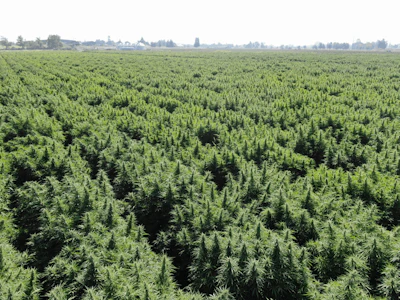 Oregon Cbd Cultivars At A Farm In Southern Oregon Fmt