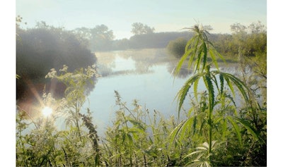 Wildhemponrivercopy
