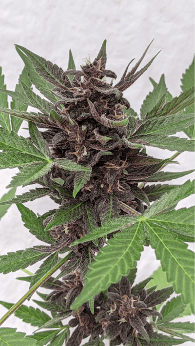 1 Hemp Blackberry Punch Fl985 Fmt