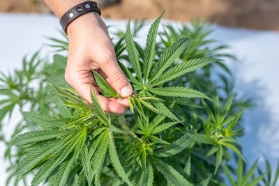 1 Da Be 177274 3496814979 4 Resized