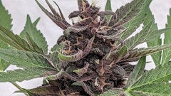 1 Hemp Blackberry Punch Fl985736x414display