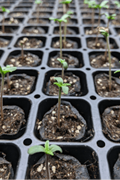 2 Hemp Seedlings580 Fmt