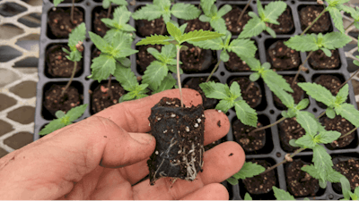 3 Hemp Seed Transplant670 Fmt