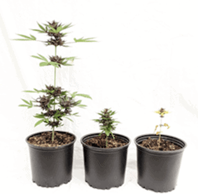 4 Hemp Stall Comparison160 Fmt