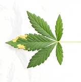 5 Hemp Hi Ec811 Fmt