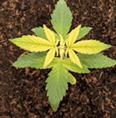 6 Hemp Iron Def492 Fmt