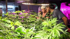 Indoor Grow Facility at Learn Sativa University