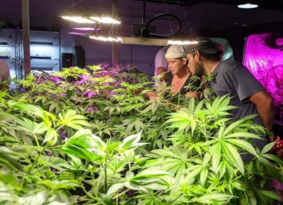 Indoor Grow Facility at Learn Sativa University