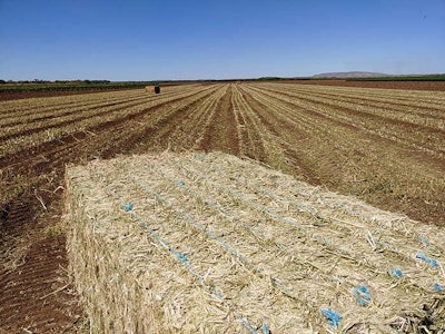 Baledhemp