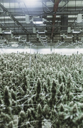 Cannabis Business Times54 Fmt