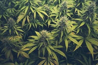 Cannabis Buds Adobe Stock Credit Hanohiki Resized