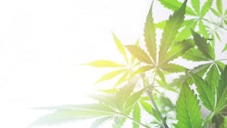 Cannabis Leaves Adobe Stock Credit Cendeced Resized