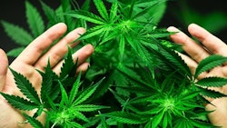Cannabis Plants Hands Adobe Stock Credit Cendeced Resized