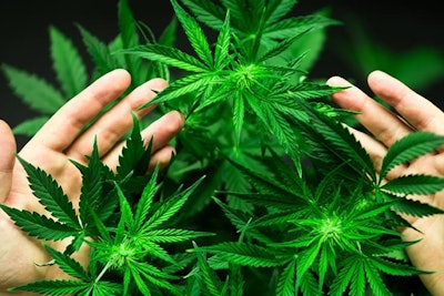Cannabis Plants Hands Adobe Stock Credit Cendeced Resized