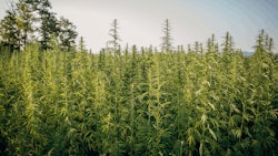 Hemp Farm