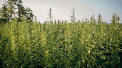 Hemp Farm