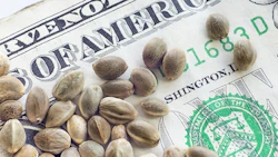 Hemp Money Adobe Stock89831734