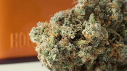 Houseplant