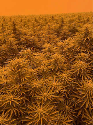 Iff Hemp During 2020 Wildfires Fmt