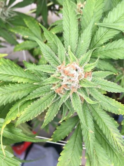 cannabis hop latent viroid