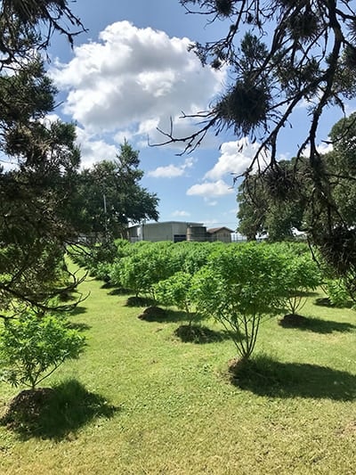 Pur Iso Labs1 Resized