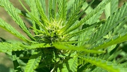 Pur Iso Labs2 Resized