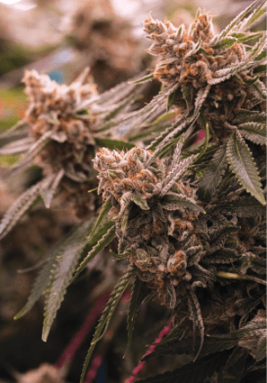 Wcgrownrogue gypsyjanephotography 23 Fmt