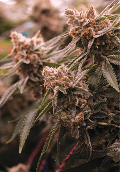 Wcgrownrogue gypsyjanephotography 23 Fmt