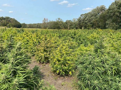 Wepa Hemp Field1